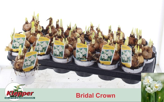 <h4>NARC D BRIDAL CROWN</h4>
