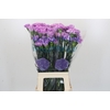 Dianthus St Florigene Moonaqua