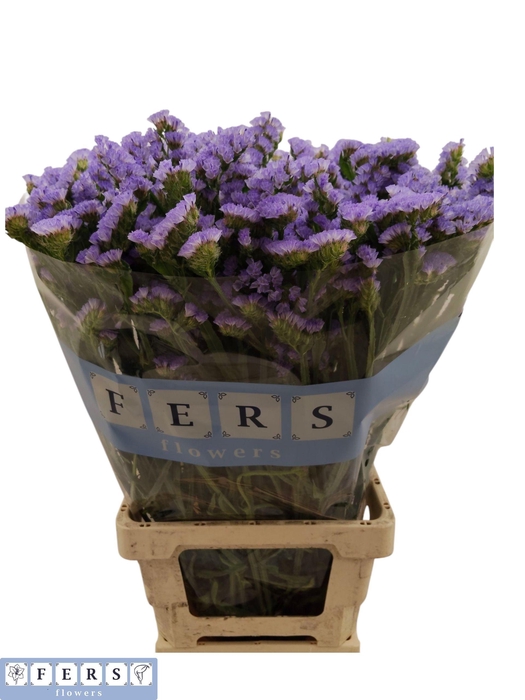 <h4>LIM S SKY WINGS</h4>