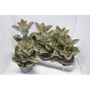 KALANCHOE BEHARENSIS