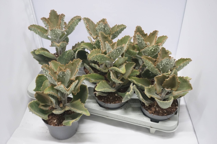 KALANCHOE BEHARENSIS