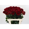 Dahlia Red Fox