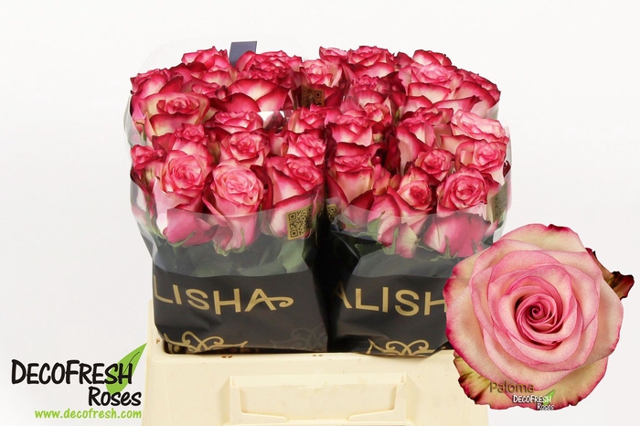 <h4>R Gr Paloma Alisha</h4>