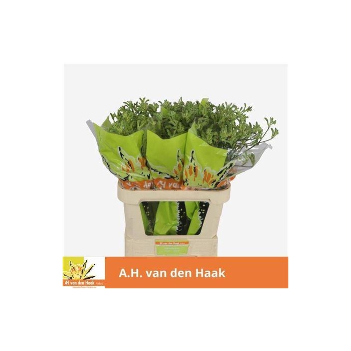 <h4>Anigoz Groen</h4>