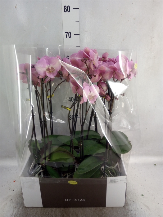 <h4>Phalaenopsis   ...rose</h4>