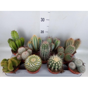 Cactus   ...mix