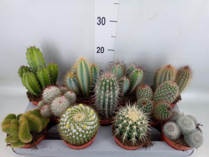 <h4>Cactus   ...mix</h4>