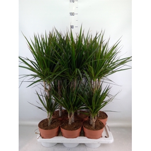 Dracaena marg.