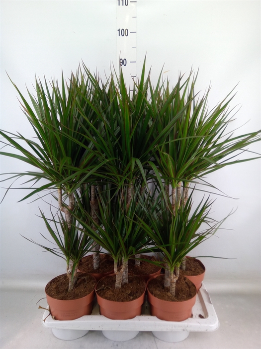 <h4>Dracaena marg.</h4>