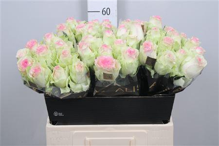 <h4>R Gr Pink Journey</h4>