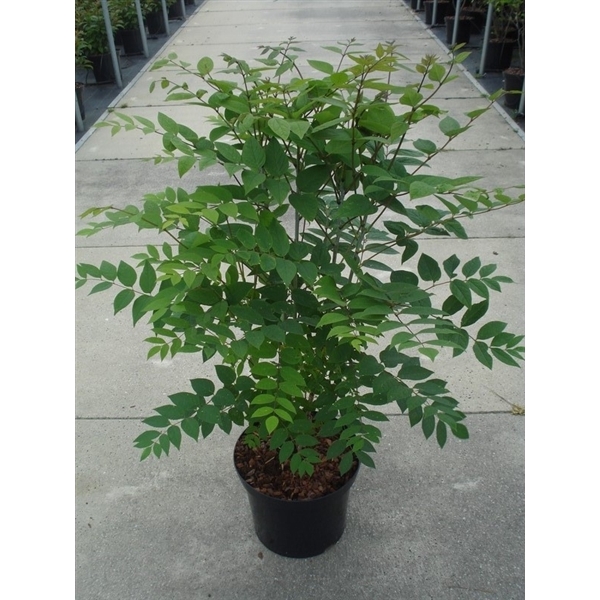 Decaisnea fargesii C12 80-100