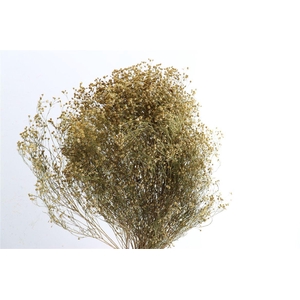 Dried Brooms Natural Bunch