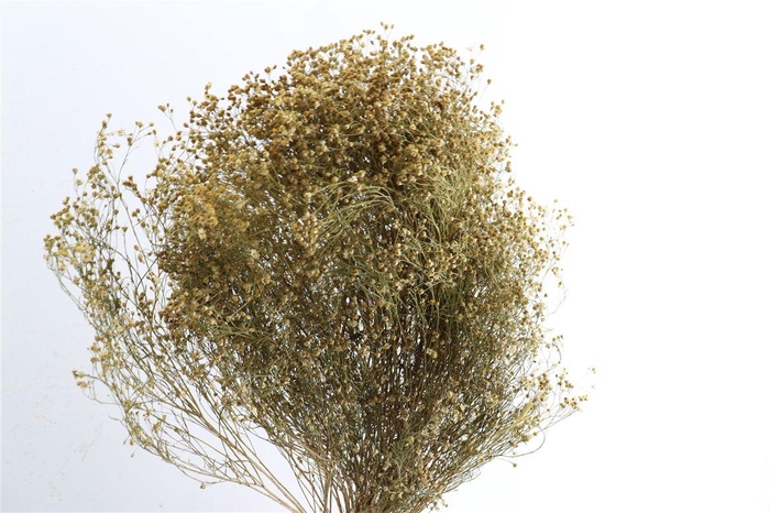 <h4>Dried Brooms Natural Bunch</h4>