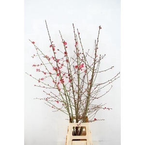 PRUNUS MELRED VERTAKT 140CM