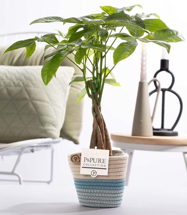 <h4>Pachira Aquatica in P&PURE Fashion pot Valerie</h4>