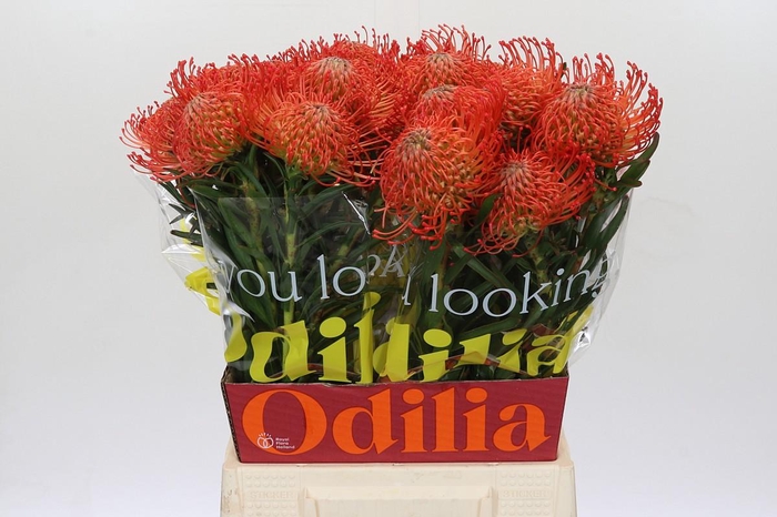 <h4>Nutans Succession</h4>