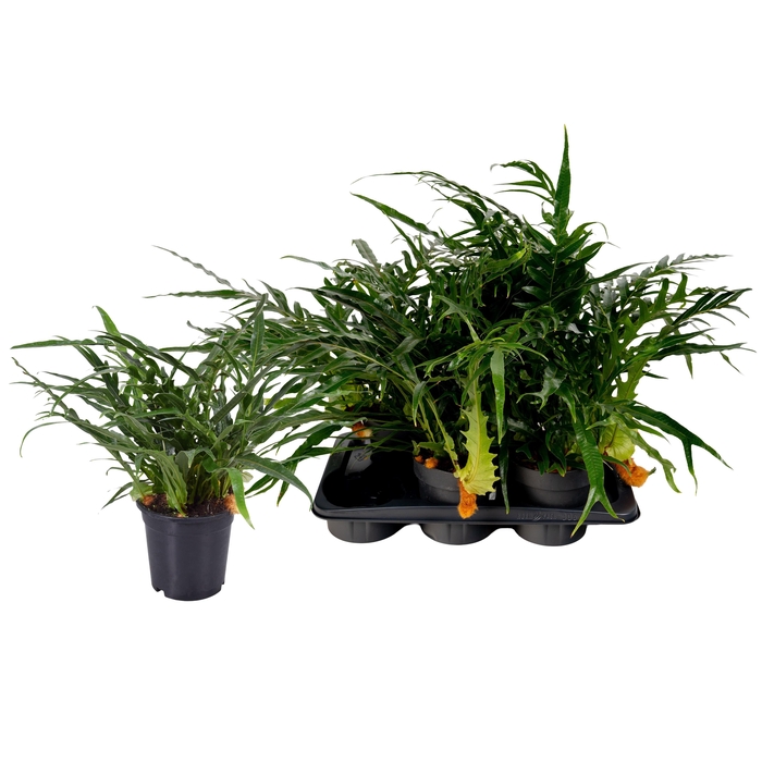 <h4>AGLAOMORPHA CORONANS</h4>