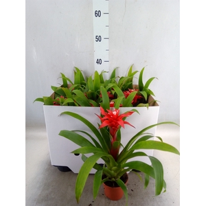 Guzmania  'Confetti'
