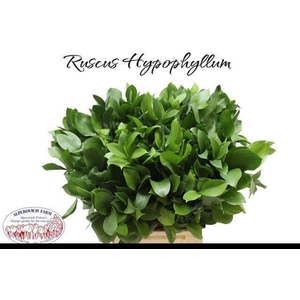 RUSCUS HYPOPHYLLUM