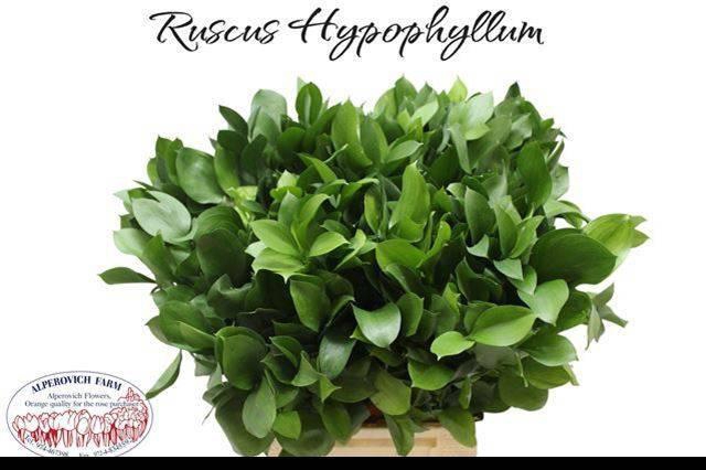 <h4>RUSCUS HYPOPHYLLUM</h4>