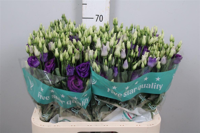 <h4>Eus G Rosi Blue (x40)</h4>