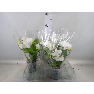 Phalaenopsis multi.   ...white
