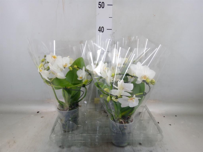 <h4>Phalaenopsis multi.   ...white</h4>