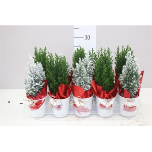 Chamaecyparis La Ellwoodii Snow Green Zink Potcove