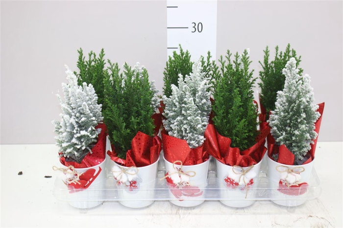 <h4>Chamaecyparis La Ellwoodii Snow Green Zink Potcove</h4>