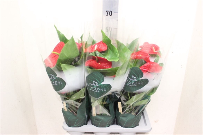 <h4>Anthurium Andreanum Grp Nevada</h4>