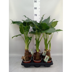Alocasia cucullata