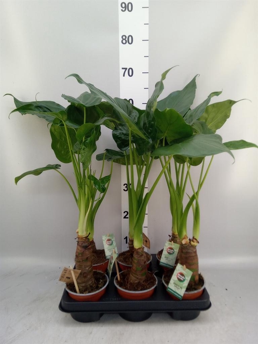 <h4>Alocasia cucullata</h4>