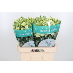 Eust G Rosita Green