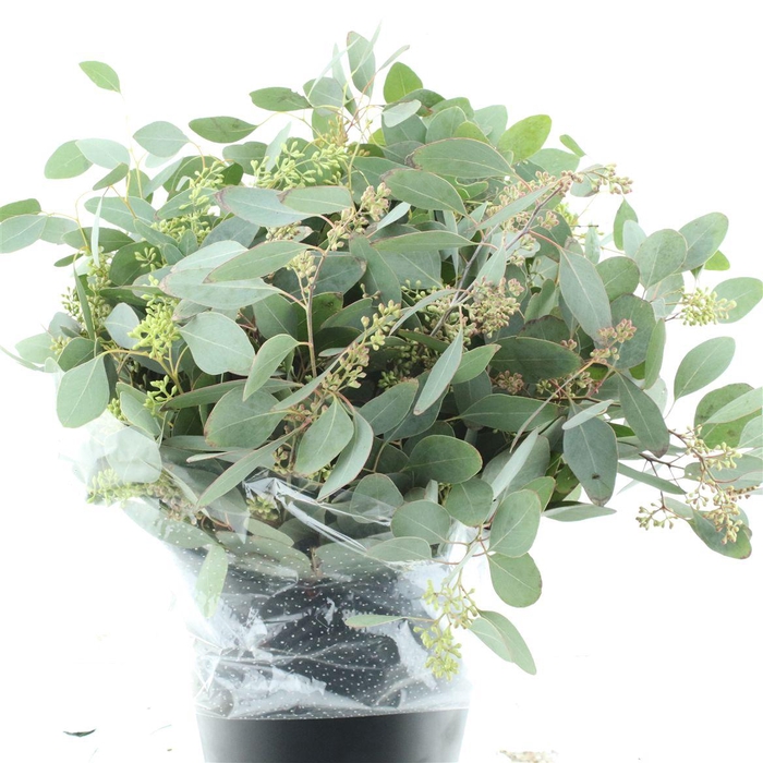 <h4>Euca Populus Berries 350grams Super</h4>