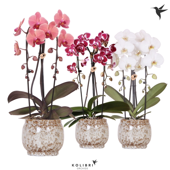 <h4>Kolibri Orchids Phalaenopsis Cascade Niagara Fall mix 2 spike in Safari pot</h4>