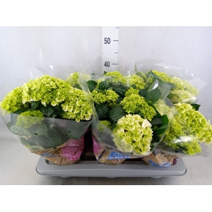 Hydrangea mac. 'Wudu'