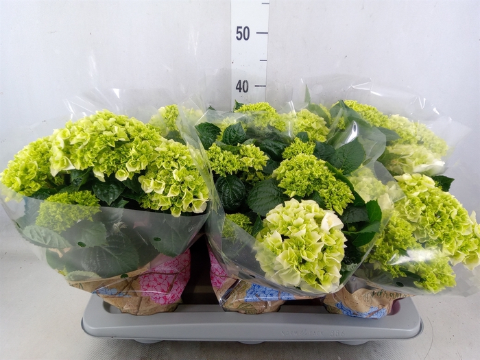 <h4>Hydrangea mac. 'Wudu'</h4>
