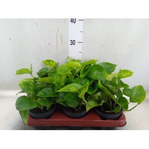 Epipremnum pinn. 'Global Green'