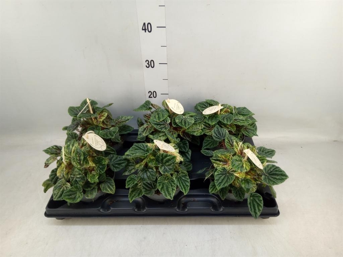 <h4>Peperomia</h4>