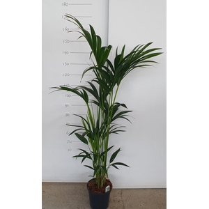 HOWEA FORSTERIANA