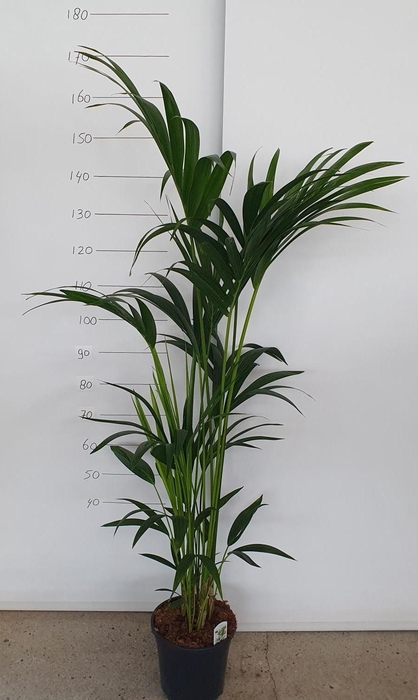 <h4>HOWEA FORSTERIANA</h4>
