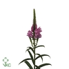 Physo Virginiana Ov