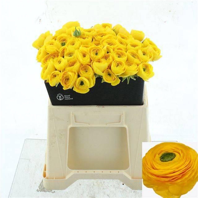 <h4>RAN SU OMEGA</h4>