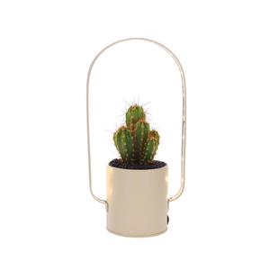 Led planter zink boog Cactus
