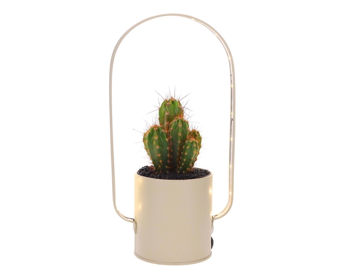 <h4>Led planter zink boog Cactus</h4>