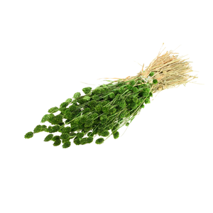 Phalaris Moss Green