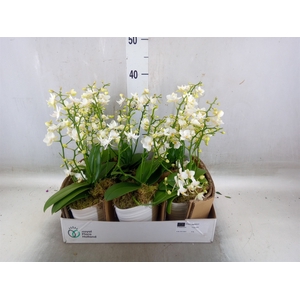 Arr.   Kamerplant Groen L%
