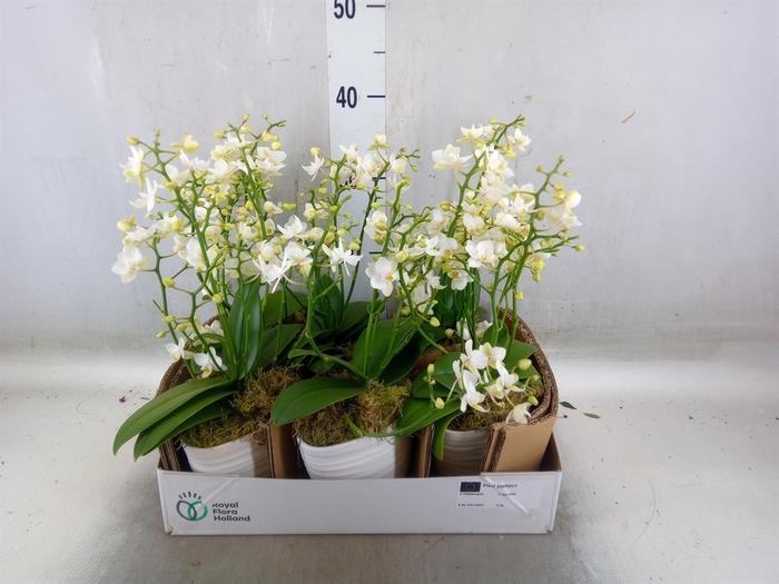 <h4>Arr.   Kamerplant Groen L%</h4>