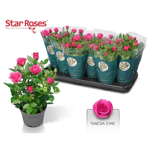 RO PURPLE STAR
