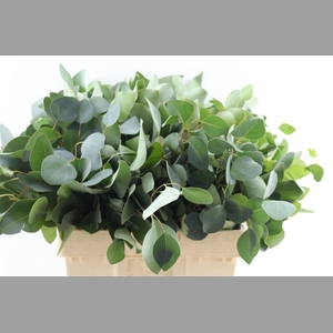 Euca Populus 300gr P Bunch S A